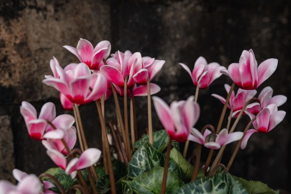Cyclamen - planta care infloreste tot anul