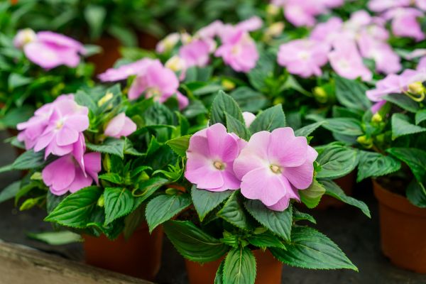 Impatiens - Flori care infloresc tot anul
