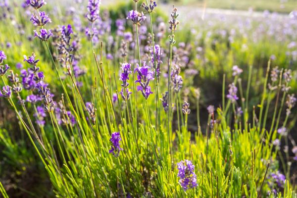 Lavandula angustifolia - floare care este verde tot anul
