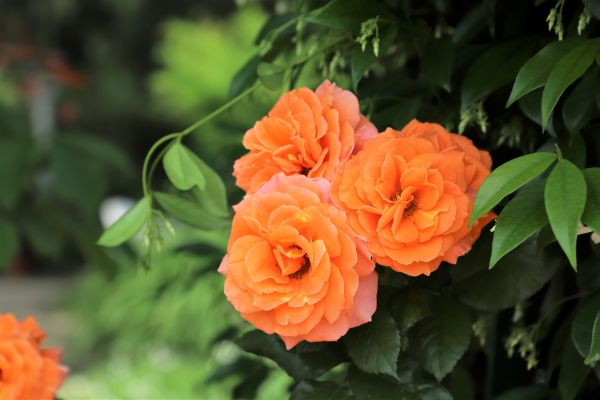 Trandafiri pitici floribunda care infloresc tot anul