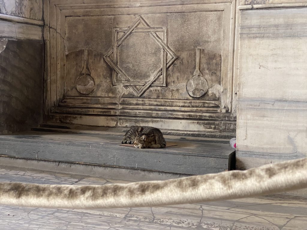 pisica dormind in moscheea Hagia Sophia