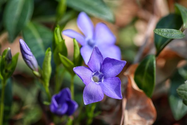 vinca minor planta perena care infloreste tot anul