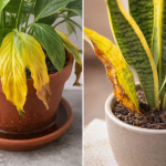 probleme si solutii pentru frunze ingalbenite plante