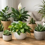30 de plante de apartament ușor de întreținut