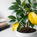 De ce se îngălbenesc frunzele la ficus?